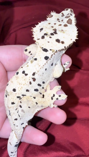 🇨🇦 Super Dalmatian, Red, Green, And Black Spots - Crested Gecko