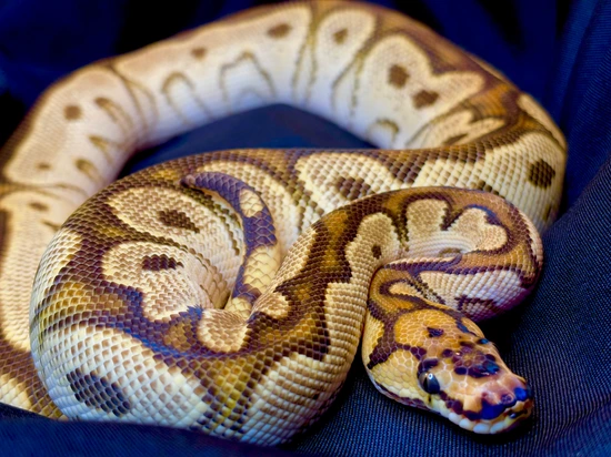 PB Super OD Clown Het Pied Ball Python by Medusa Reptiles
