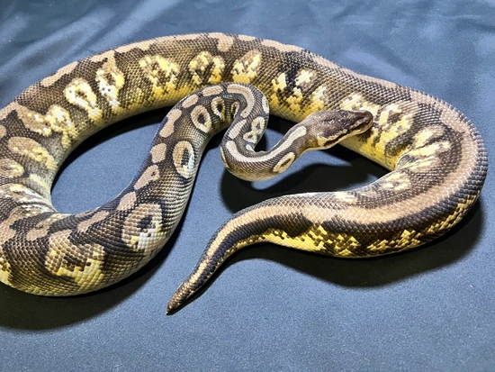 Super Calico Python Super Pastel, Calico Ball Python by A.J.s Creatures