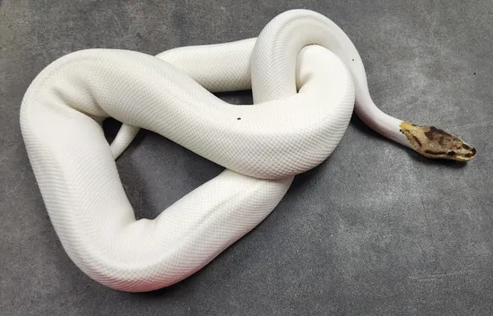 Spied Het Hypo Ball Python by A-List Animals