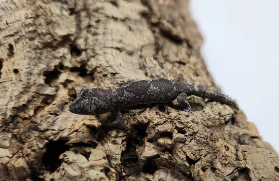 Strophurus Ciliaris More Gecko by A-List Animals