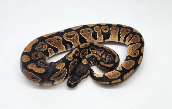 Normal Python Animal Normal Ball Python by A-List Animals