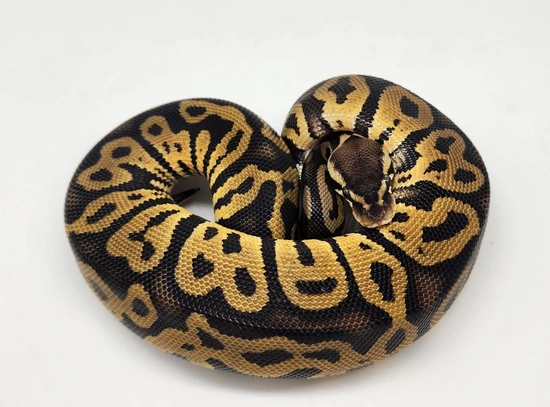 Twister Ball Python by A-List Animals