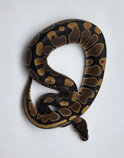 Normal Ball Python by A-List Animals