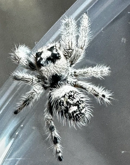 B-5 Oreo Presubadult Female Regal Jumping Spider by AllieSpoods