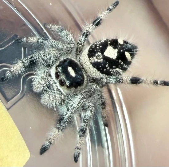 2D: Subadult Fl Otiosus/regal Hybrid Female Jumping Spider by AllieSpoods