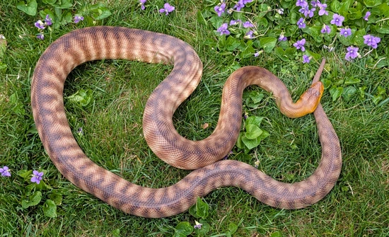 Adult Female Woma Python by Scarlet and Grey Exotics