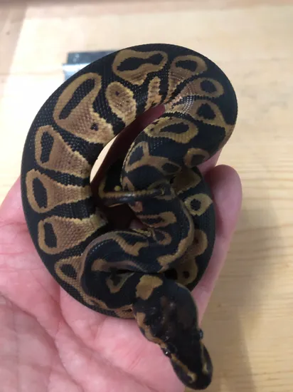 Leopard Het Desert Ghost Het Clown Ball Python by Alpha Herps