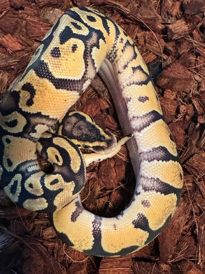 23 Pastel Enchi Poss YB Het Clown Ball Python by Alpha Piethons