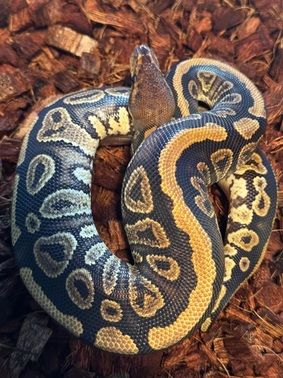 Mahogany Het Clown Ball Python by Alpha Piethons