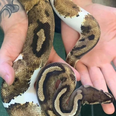 Orange Dream Pied Ball Python - male for sale from Enchanting Exotics