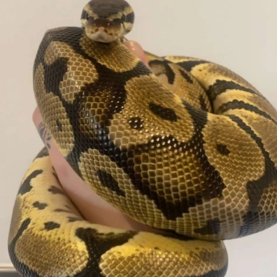 Pastel Enchi Ball Python - male for sale from Enchanting Exotics