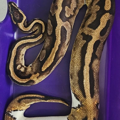 Piebald Ball Python - female for sale from Enchanting Exotics