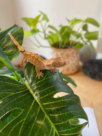Extreme Harlequin Baby- Delta Crested Gecko by AP Reptiles