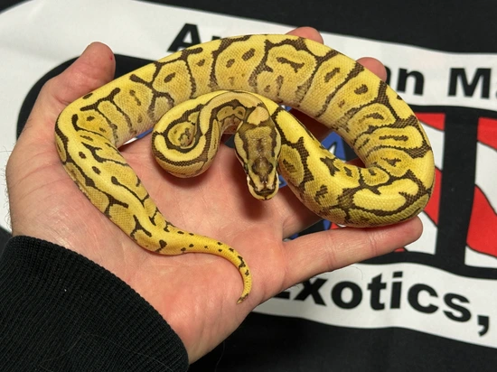 Mojave Spider Het Monsoon (Possible Stranger Possible Fire) Ball Python ...