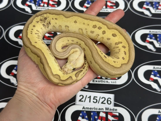 Designer Ball Python "Clown Combo" by American Made Exotics, LLC