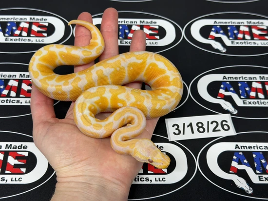 Lavender Ball Python by American Made Exotics, LLC