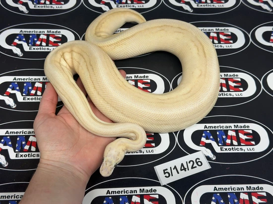 Butter Super Pastel Genetic Stripe Cryptic SHED TESTED Ball Python by ...