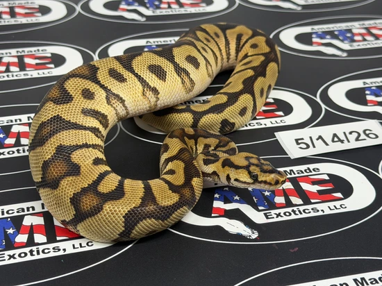 Designer Ball Python 