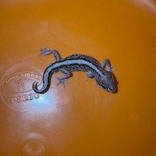 Pitus Gecko Group Of 10 Pictus Geckos More Gecko by AMN Reptiles