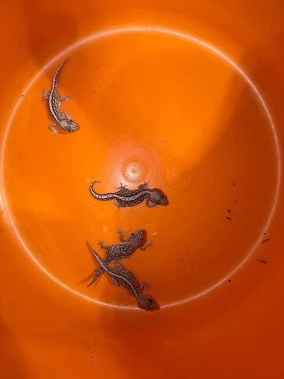 Pitus Gecko Group Of 6.4 Pictus Geckos Beautiful Beeders Ready To Breed More Gecko ...
