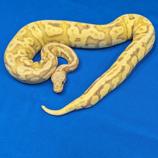Banana Acid Orange Dream Yellow Belly Ball Python by Amos Reptiles