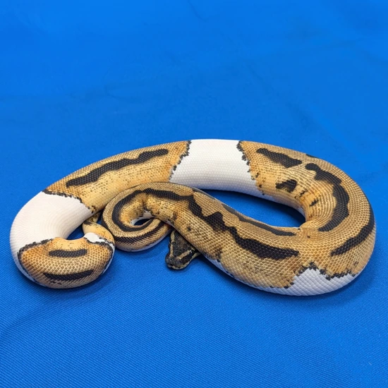 Orange Dream Piebald Het Desert Ghost Female Ball Python by Amos Reptiles