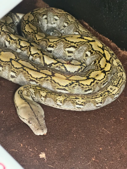 Adult “silver Line” Pure Super Dwarf Reticulated Python by D&A Retics