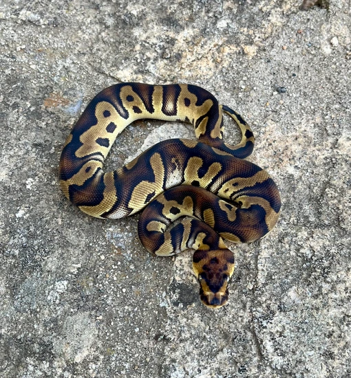 Stranger Clown Ball Python by Avian Behavior International