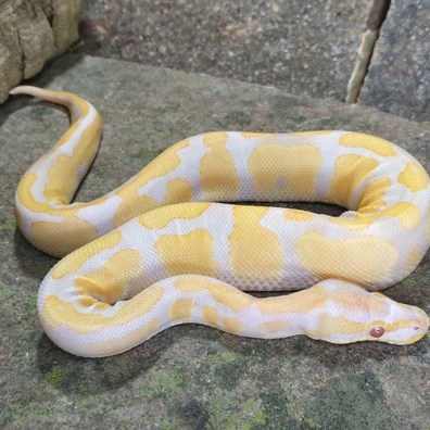 Candino Orange Dream 66% Het Piebald Ball Python - male for sale from Andrej Švábik