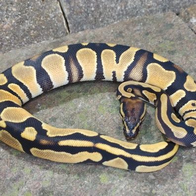 Orange Dream Het Candino 66% Het Piebald Ball Python - female for sale from Andrej Švábik