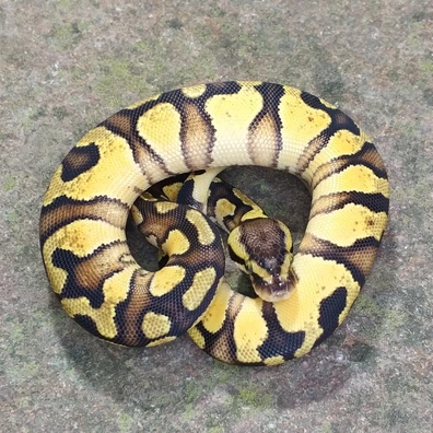 Pastel Enchi Gravel 66% Het Clown Ball Python - female for sale from Andrej Švábik