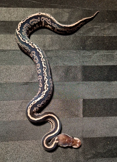 Dark Black Onyx Ball Python by BCMA Reptiles
