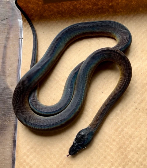 Northern White-Lipped Python by Andrew’s WildFL
