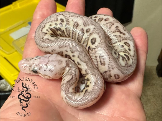 Pompeii Python Fire Pastel Pompeii Red Stripe Spotnose Black Pastel Ball Python by SO ...