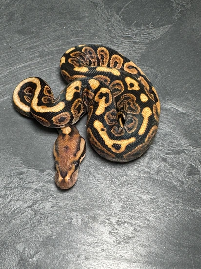 Knight Python Snake Het Dark Knight SN BP Chocolate Het Clown Ball Python by SO Daughters ...