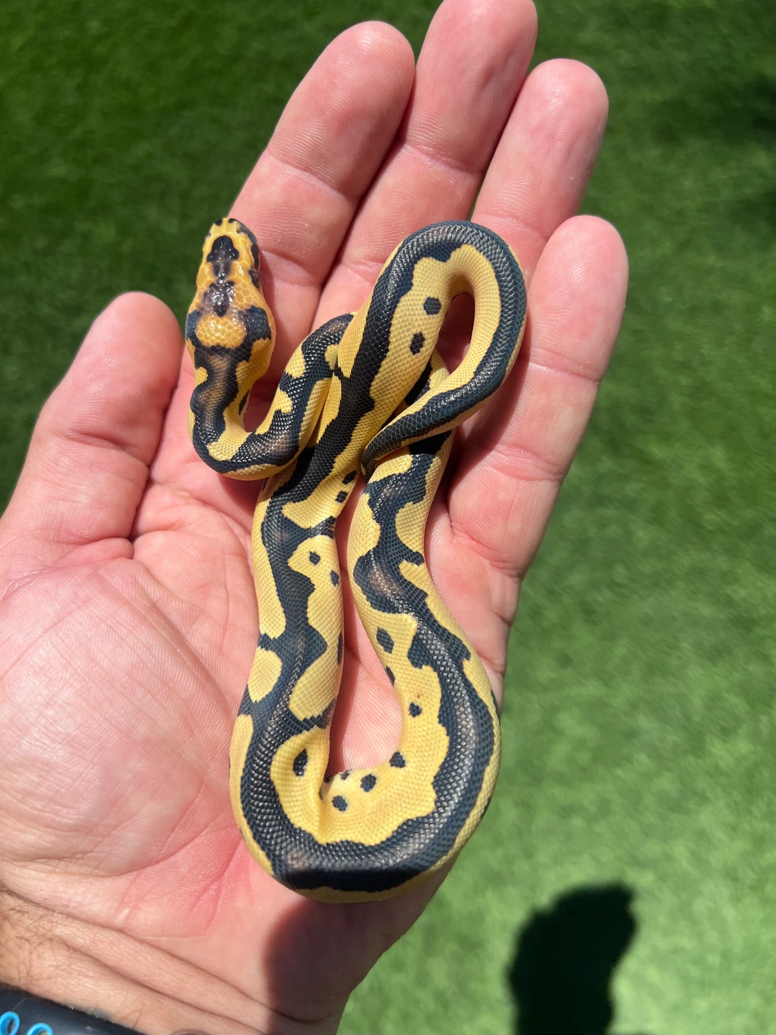121g Ball Python A&G ball pythons's Collection - MorphMarket