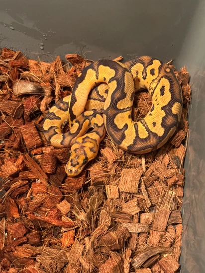 Fire Clown Het Ultramel Ball Python by A&G ball pythons