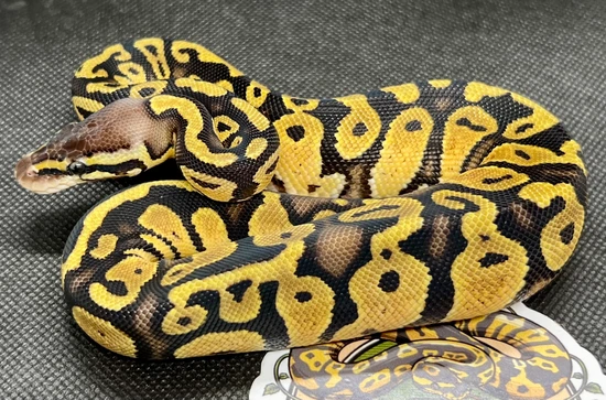 black pastel bongo ball python by freedom breeder -... B6 Pastel Bongo Ball Python by ABC Reptiles