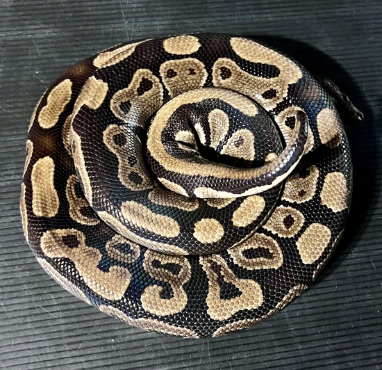 Normal Het Pied Ball Python by ABC Reptiles