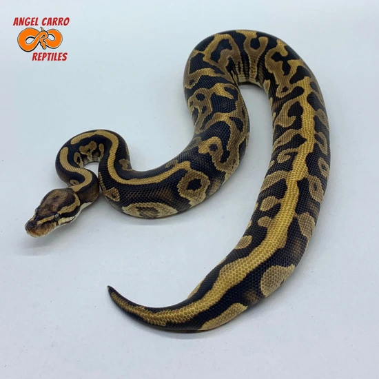 Leopard Vanilla Yellow Belly/Specter Ball Python by Angel Carro Reptiles
