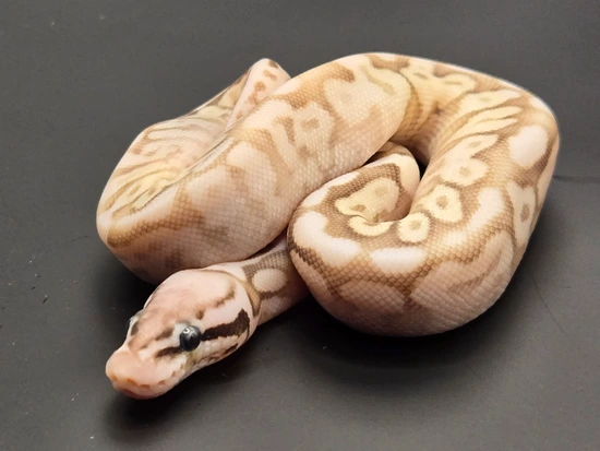Queen Bee Ball Python by ANB Reptiles