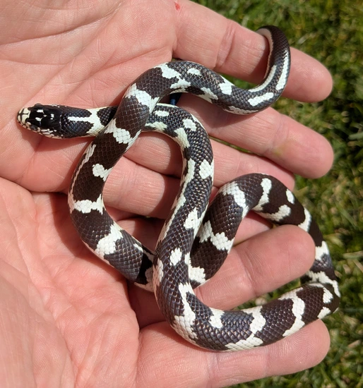 Aberrant California Kingsnake by Animal Ark American Fork