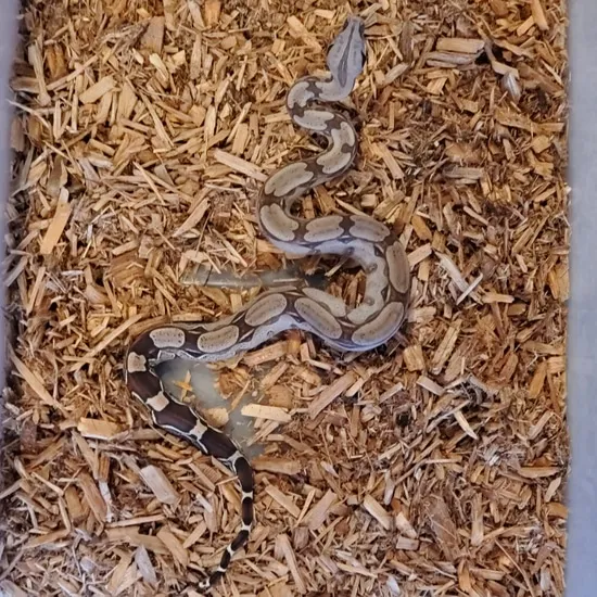 Guyana True Red Tail Boa Constrictor True Red-Tailed Boa Constrictor by ...