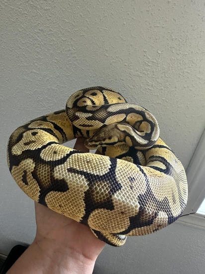 Almost Breedable Spotnose Pastel Ball Python by L.S.D Morphs