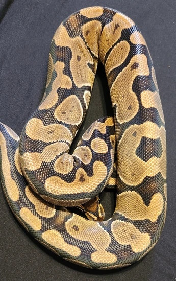 Normal Ball Python by AnR Morphs