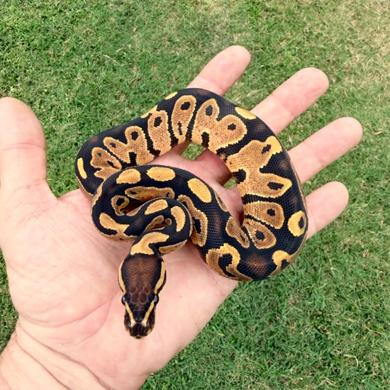 Double Het Desert Ghost Pied Ball Python by Ant Davidson -cold blooded