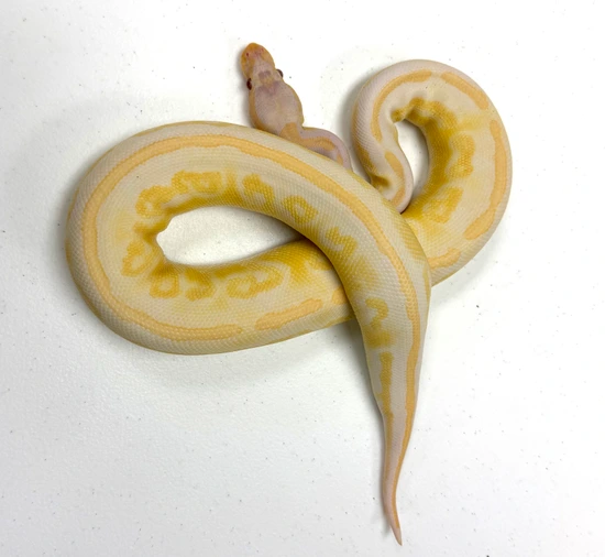 BULK ACTION!!!! Males And Females 🔥🔥 Ball Python by Patriotic Exotics