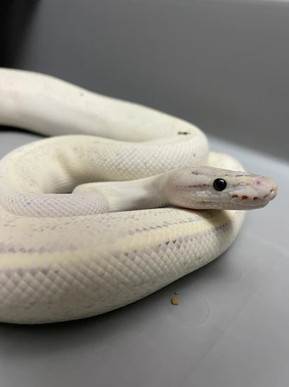 Ivory Blackhead Adult Ball Python Breadable-Adult Ivory Ball Python by Anthony Wrenn Reptiles