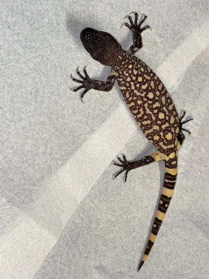 Mexican Beaded Lizard Exasperatum by Ophion exotics